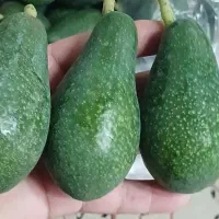 میوه اواکادو
