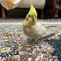 عروس هلندی گمشده