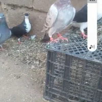 کبوتر