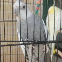 عروس هلندی نَر