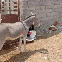 الاغ فروشی