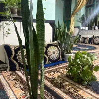 سانسوریا زیبا و سبز