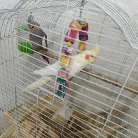 عروس هلندی