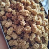 توت خشک و برگه هلو ارگانیک