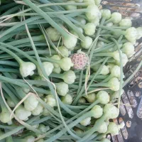 گل سیر تازه