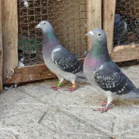 کفتر پلاکی مسافتی جان آردن