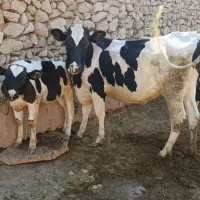 گاو شیری با گوساله ب فروش میرسد