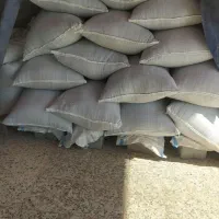 ماش ارتشی|خوردنی و آشامیدنی|گتوند, |دیوار