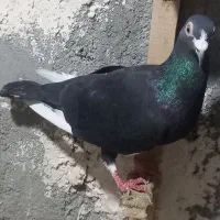 کفتر کبوتر قعره سیاه