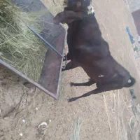 پاچن پنجاپ زیرگلودار