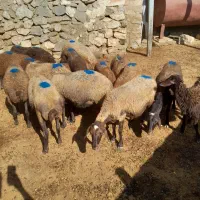 گوسفند و بره نژاد افشار و مهربان