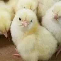 جوجه مرغ گوشتی راس .۴روز ۱۷ روز ۲۰ روز