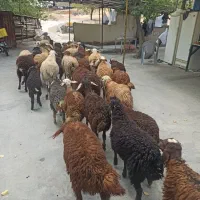استخوان نرم زنده غزرفی نرم