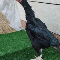 مرغ‌اوشامو