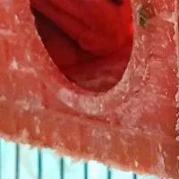 کوتوله برزیلی و مرغ عشق و کفتر نقش زاجر وپرشی