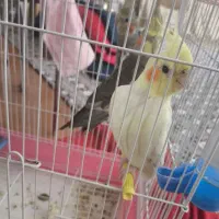 عروس هلندی5تا دارم