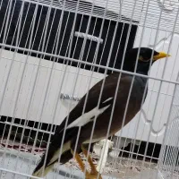 مینا سخنگو معاوضه با اسپیکر
