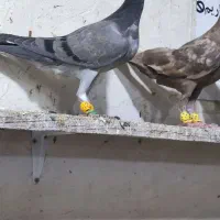 جوجه خطی