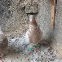 کفتر|پرنده|مشهد, قائم|دیوار