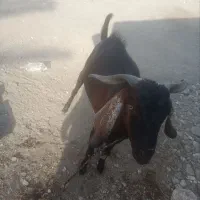 نریگ چاق