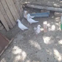 کبوتر