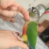 گرنچیک وعروس هلندی سفید دو کت پروانه ای