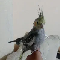 عروس ۴و۶ ماهه