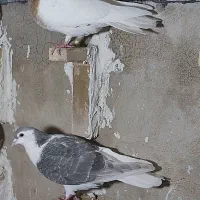 چپ مشکی قلدرباکله زردجوانه هردوتانر