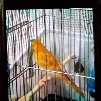 ۲تانربخون نژاداکات