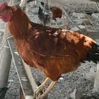 مرغ خروس ۱۴ عدد