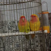 یه جفت طوطی برزیلی کوتوله