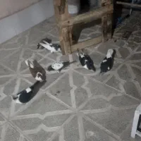 کفتر مفت