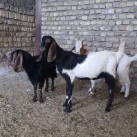 بزغاله نروماده .بز .میش