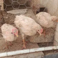 دونه ای ۲۵۰