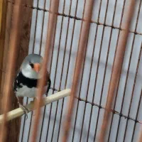 فنچ الماسی