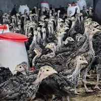 جوجه بوقلمون برنز انگلیسی