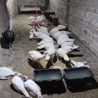 جوجه بوقلمون نیمچه نژاد بیوتی