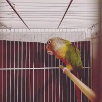 جفت گرینچیک و عروس هلندی کارداده