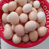 تخم مرغ محلی