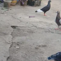 کبوتر