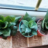 پتوس و سانسوریا