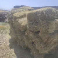 فروش شبدر چین اول