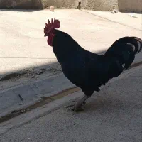 خروس سیاه
