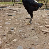 چندعددلاری