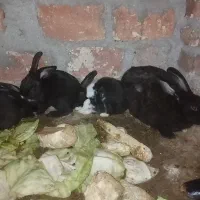 خرگوش