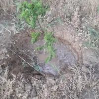 باغ