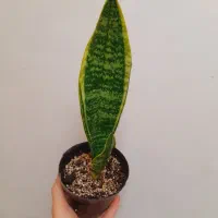 سانسوریا لب طلای وپوست ماری