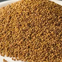 بذر یونجه آمریکایی