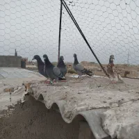 ۵عدد کبوتر جوجه نر