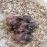 جوجه سهره  سقا گوشتی 10 روزه سرلاکی